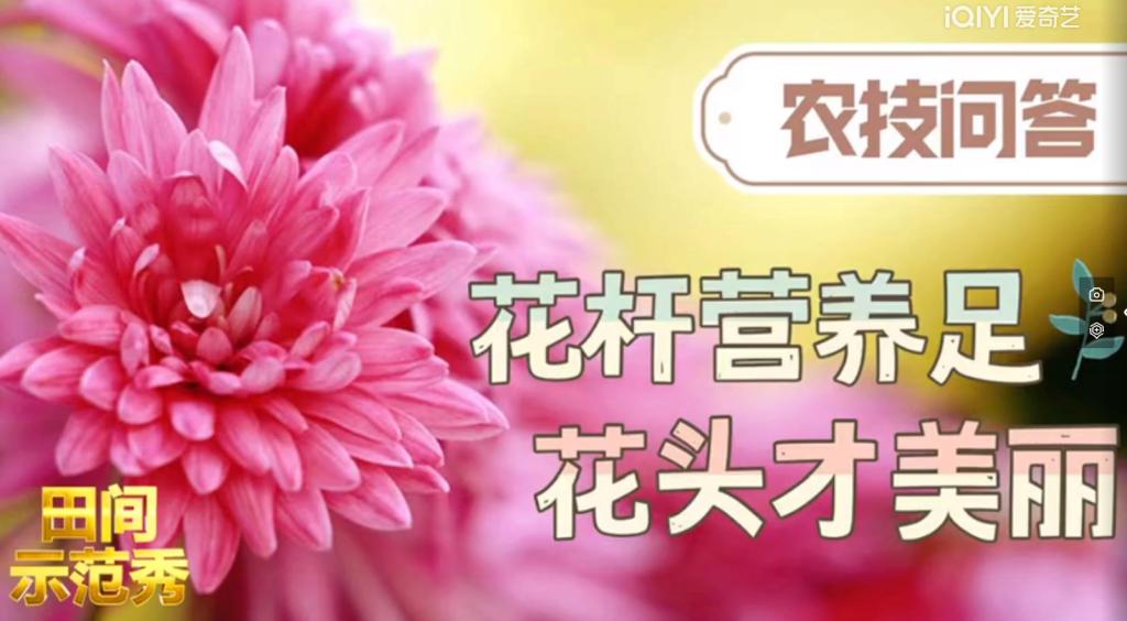 田間示范秀 劉旭富 菊花